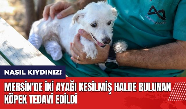 Mersin'de iki ayağı kesilmiş halde bulunan köpek tedavi edildi