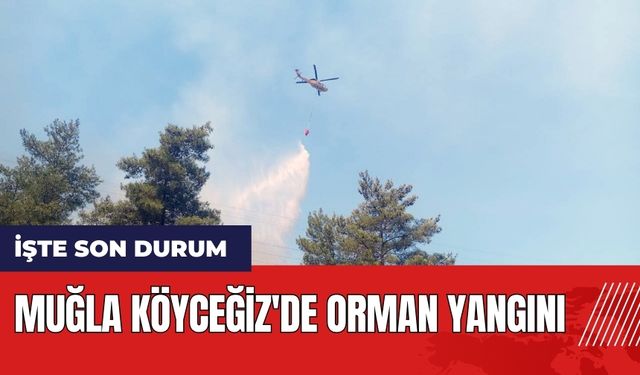 Muğla Köyceğiz'de orman yangını