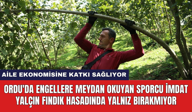 Ordu'da engellere meydan okuyan sporcu İmdat Yalçın fındık hasadında yalnız bırakmıyor