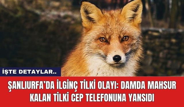 Şanlıurfa’da İlginç Tilki Olayı: Damda Mahsur Kalan Tilki Cep Telefonuna Yansıdı