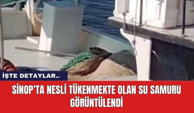 Sinop’ta nesli tükenmekte olan su samuru görüntülendi