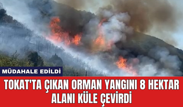 Tokat'ta çıkan orman yangını 8 hektar alanı küle çevirdi