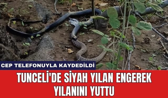 Tunceli'de siyah yılan engerek yılanını yuttu