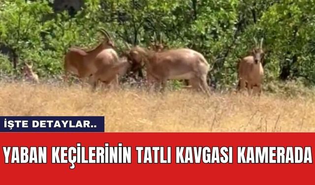 Yaban keçilerinin tatlı kavgası kamerada