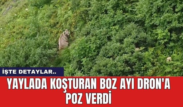 Yaylada Koşturan Boz Ayı Dron'a Poz Verdi