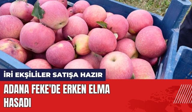 Adana Feke'de Erken Elma Hasadı: İri Ekşililer Satışa Hazır