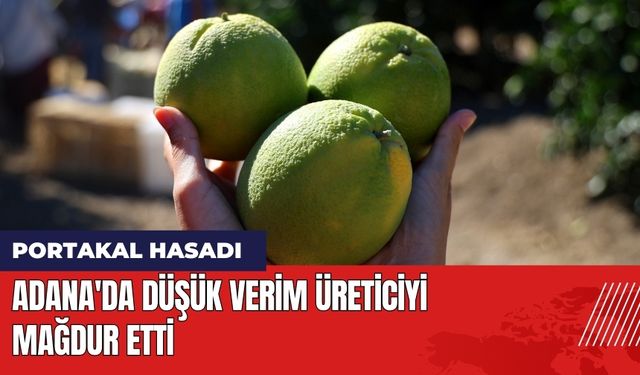 Adana'daki Portakal Hasadında Üreticiye Şok!