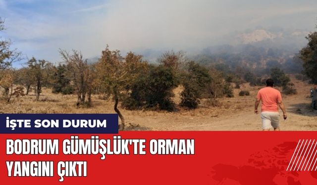 Bodrum Gümüşlük'te orman yangını çıktı