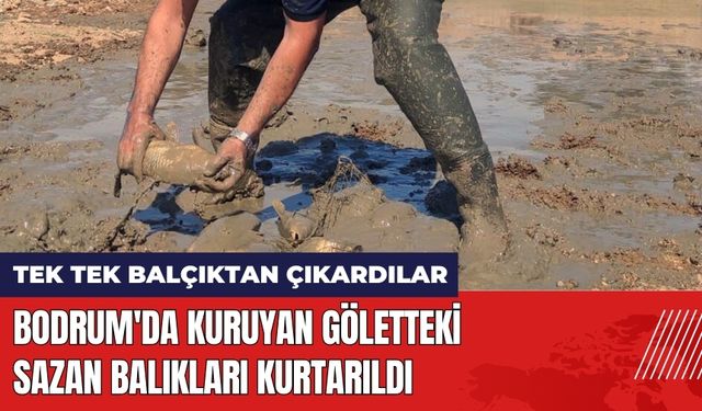 Bodrum'da kuruyan göletteki sazan balıkları kurtarıldı