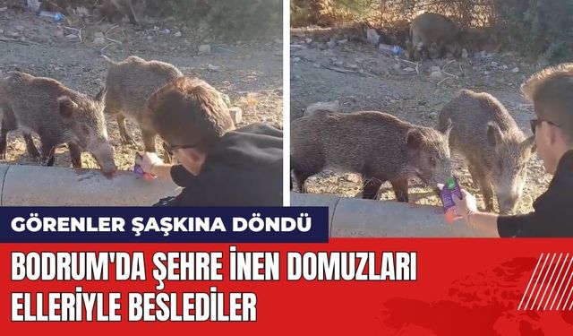 Bodrum'da Şehre İnen Domuzları Elleriyle Beslediler