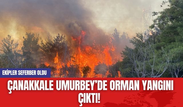 Çanakkale Umurbey’de Orman Yangını Çıktı! Ekipler Seferber Oldu