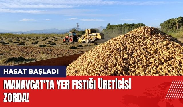 Hasat Başladı: Manavgat'ta Yer Fıstığı Üreticisi Zorda