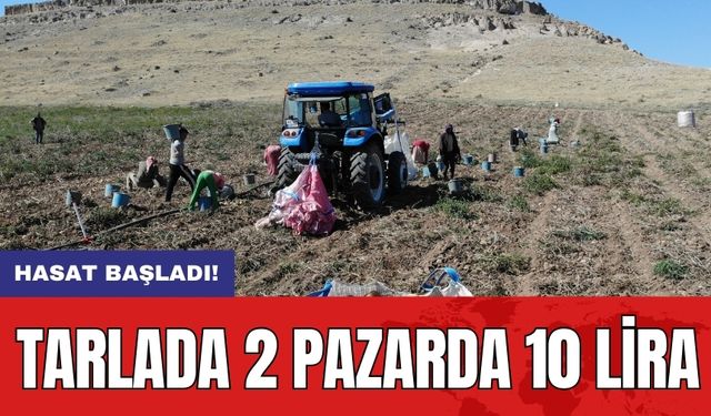 Hasat başladı: Tarlada 2 pazarda 10 lira