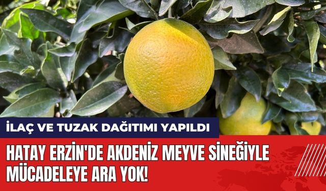 Hatay Erzin'de Akdeniz meyve sineğiyle mücadeleye ara yok!