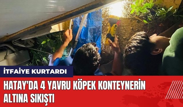 Hatay'da 4 Yavru Köpek Konteynerin Altına Sıkıştı