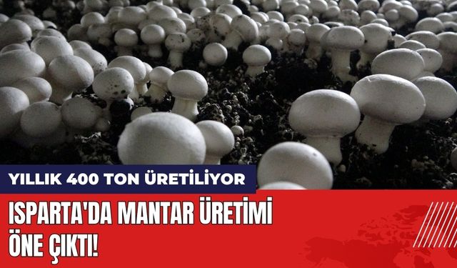 Isparta'da Mantar Öne Çıktı! Yıllık 400 Ton Üretiliyor