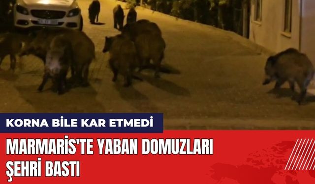 Marmaris'te Yaban Domuzları Şehri Bastı