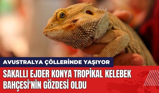 Sakallı Ejder Konya Tropikal Kelebek Bahçesi'nin Gözdesi