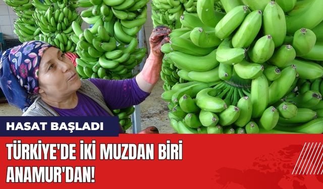 Türkiye'de İki Muzdan Biri Anamur'dan! Hasat Başladı