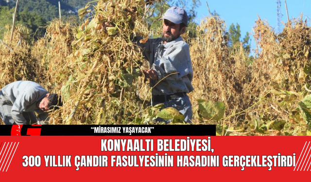 Konyaaltı Belediyesi, 300 Yıllık Çandır Fasulyesinin Hasadını Gerçekleştirdi