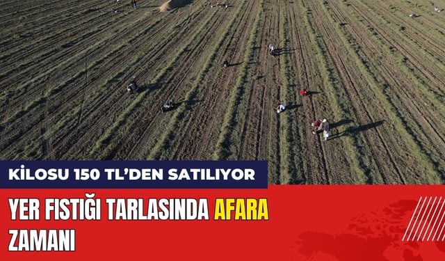 Yer Fıstığı Tarlasında Afara Zamanı!