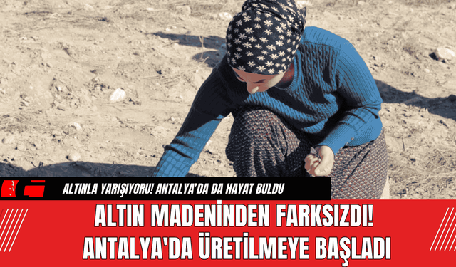 Altın Madeninden Farksızdı! Antalya'da Üretilmeye Başladı