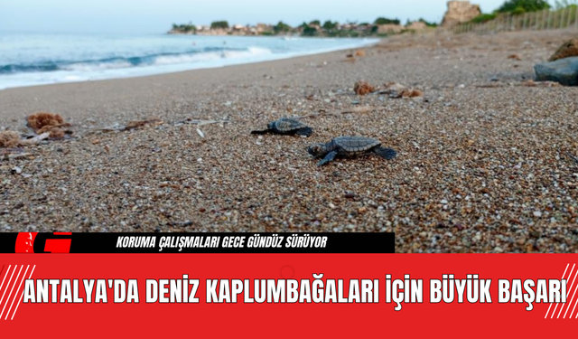 Antalya'da Deniz Kaplumbağaları İçin Büyük Başarı