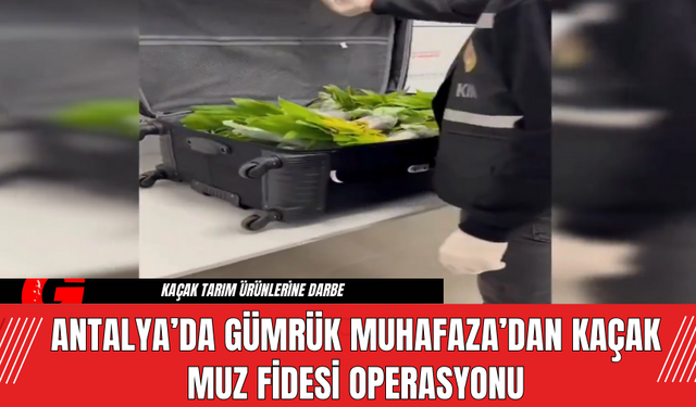 Antalya’da Gümrük Muhafaza’dan Kaçak Muz Fidesi Operasyonu!