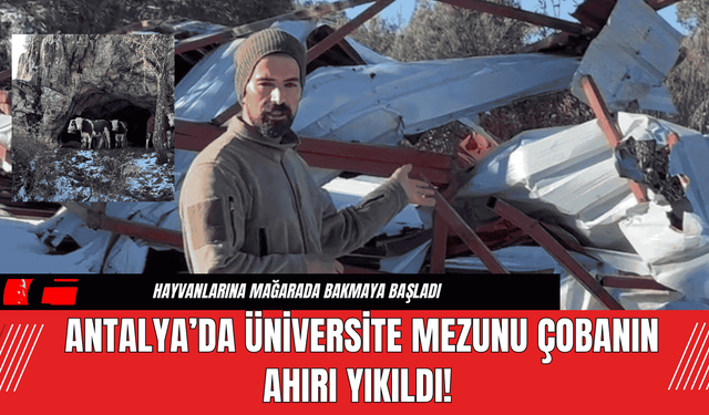 Antalya’da Üniversite Mezunu Çobanın Ahırı Yıkıldı!