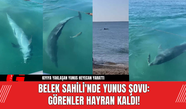 Belek Sahili'nde Yunus Şovu: Görenler Hayran Kaldı!