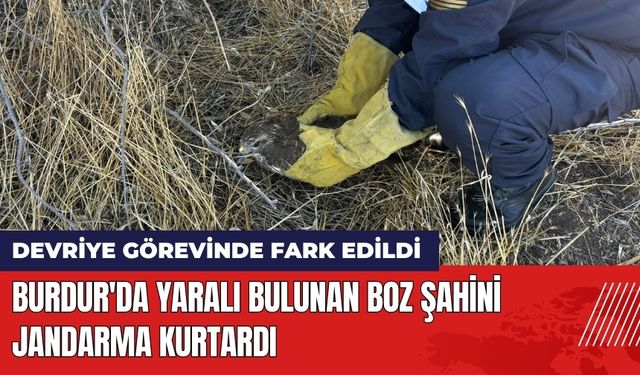 Burdur'da Yaralı Bulunan Boz Şahini Jandarma Kurtardı