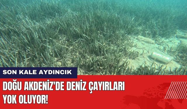 Doğu Akdeniz'de Deniz Çayırları Yok Oluyor! Son Kale Aydıncık