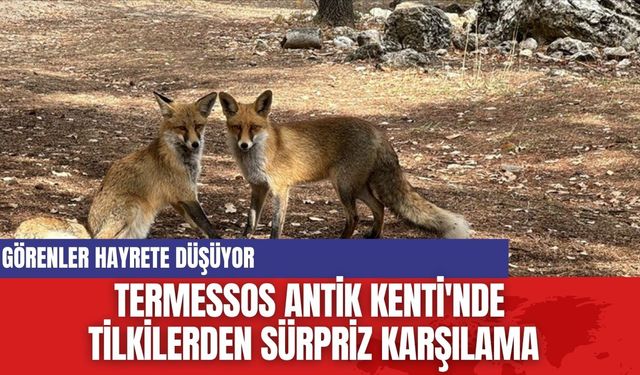 Termessos Antik Kenti'nde Ziyaretçilere Tilkilerden Sürpriz Karşılama