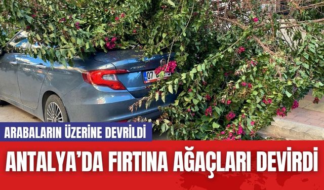 Antalya’da Fırtına Ağaçları Devirdi