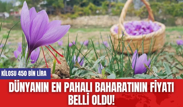 Dünyanın En Pahalı Baharatının Fiyatı Belli Oldu! Kilosu 450 Bin Lira