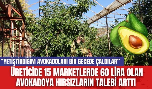 Üreticide 15 Marketlerde 60 Lira Olan Avokadoya Hırsızların Talebi Arttı