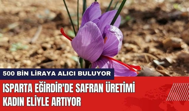 Isparta Eğirdir'de Safran Üretimi Kadın Eliyle Artıyor