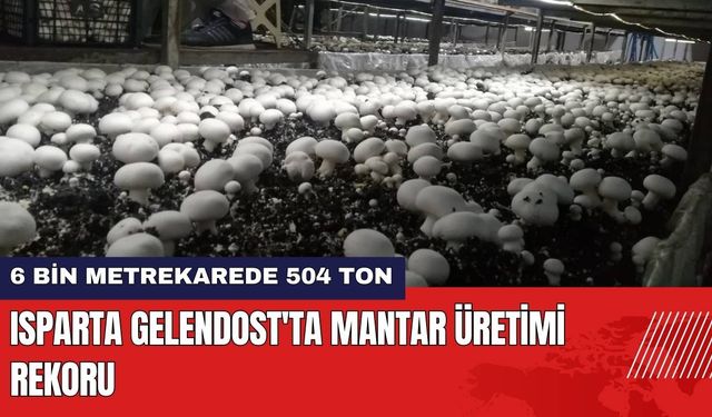 Isparta Gelendost'ta Mantar Üretimi Rekoru: 6 Bin Metrekarede 504 Ton