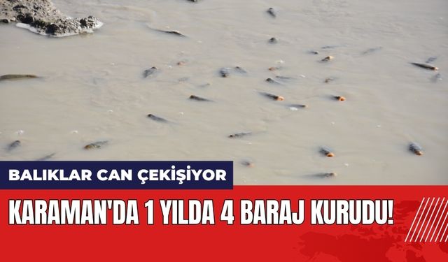 Karaman'da 1 Yılda 4 Baraj Kurudu: Balıklar Can Çekişiyor