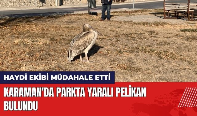 Karaman'da Parkta Yaralı Pelikan Bulundu