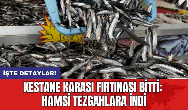 Kestane Karası Fırtınası Bitti: Hamsi Tezgahlara İndi