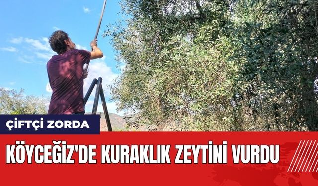 Köyceğiz'de Kuraklık Zeytini Vurdu