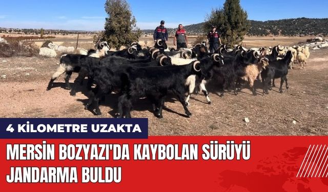 Mersin Bozyazı'da Kaybolan Sürüyü Jandarma Buldu