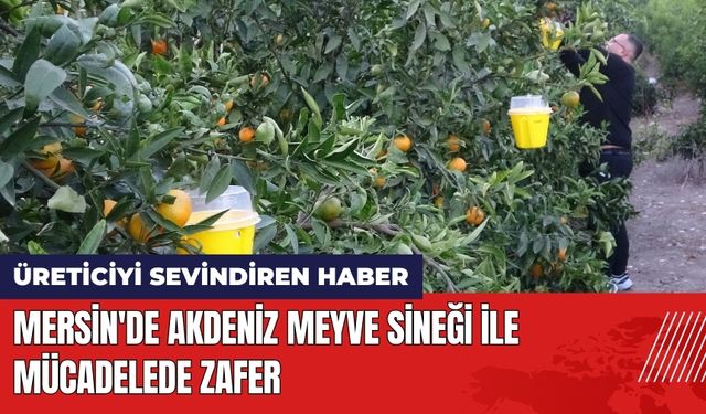 Mersin'de Akdeniz Meyve Sineği ile Mücadelede Zafer