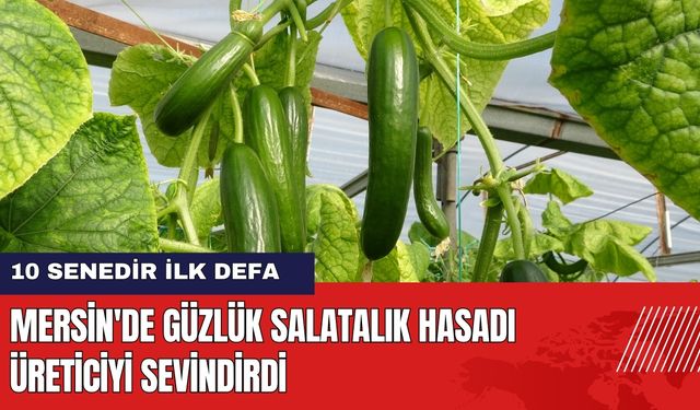 Mersin'de Güzlük Salatalık Hasadı Üreticiyi Sevindirdi