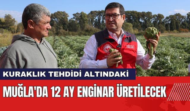 Muğla'da 12 Ay Enginar Üretilecek