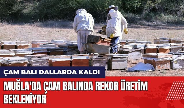 Muğla'da Çam Balında Rekor Üretim Bekleniyor