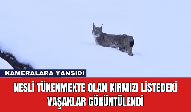 Nesli Tükenmekte Olan Kırmızı Listedeki Vaşaklar Görüntülendi