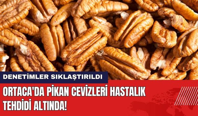 Ortaca'da Pikan Cevizleri Hastalık Tehdidi Altında! Denetimler Sıklaştırıldı