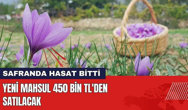 Safranda Hasat Bitti! Yeni Mahsul 450 Bin TL'den Satılacak